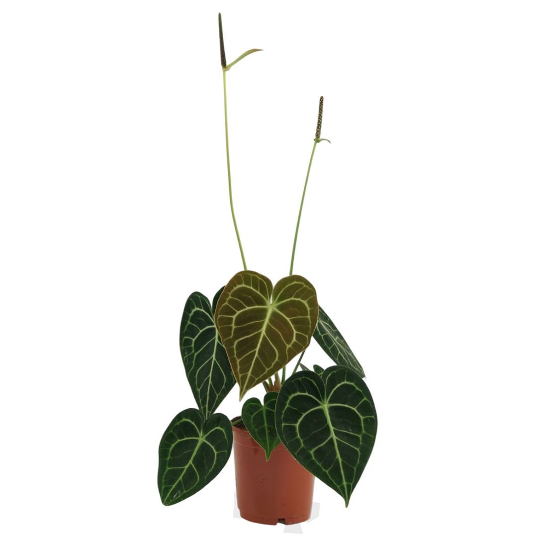 Anthurium Clarinervium (Herzblattblume) - 30 cm