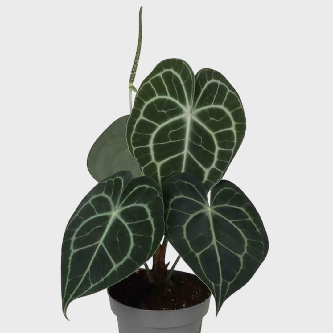 Anthurium Clarinervium - 30 cm