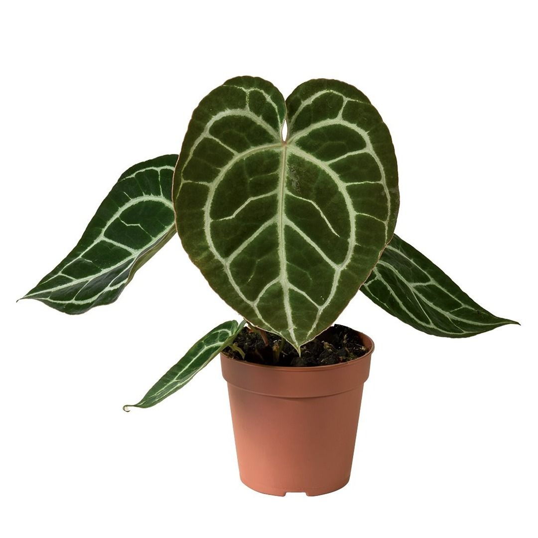 Anthurium Crystallinum - 35 cm
