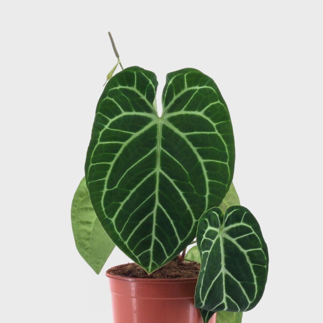 Anthurium Crystallinum - 35 cm