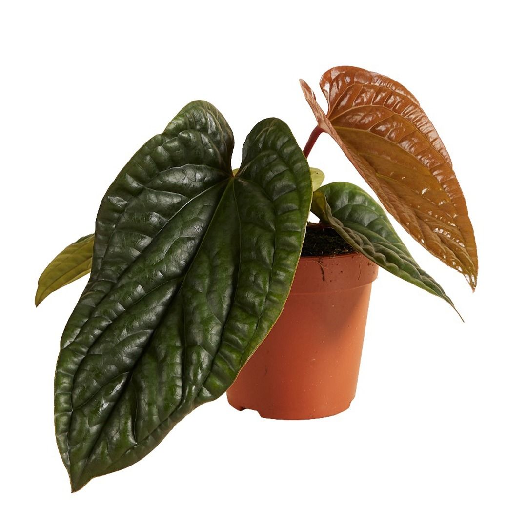 Anthurium Luxurians x Radicans - 25 cm