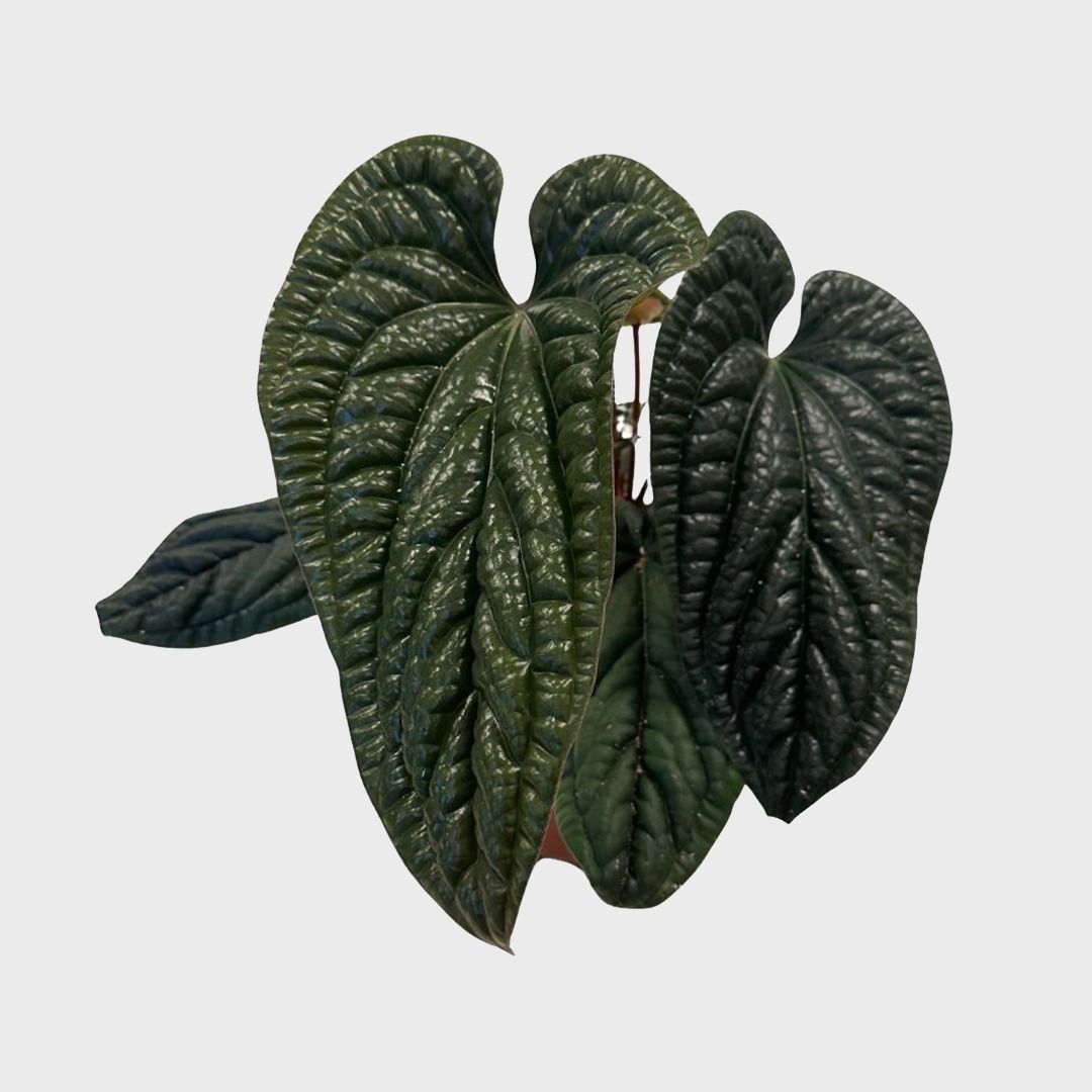 Anthurium Luxurians x Radicans - 25 cm