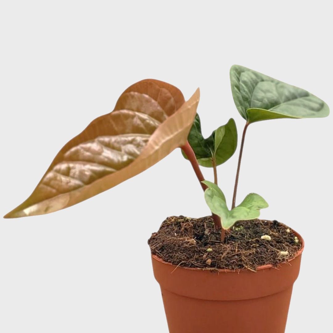 Anthurium Luxurians x Radicans - 25 cm