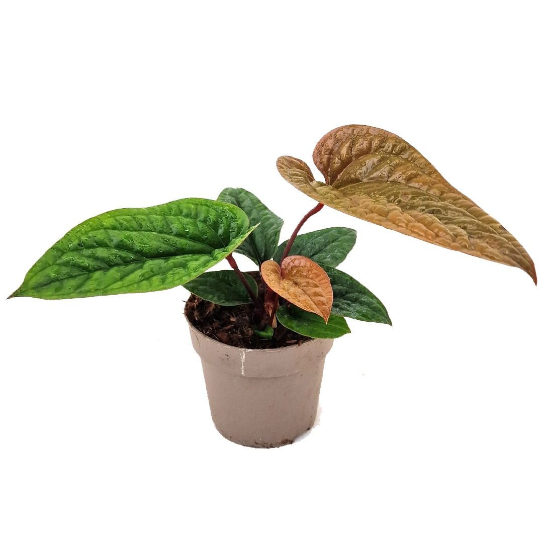Anthurium Luxurians x Radicans - 25 cm