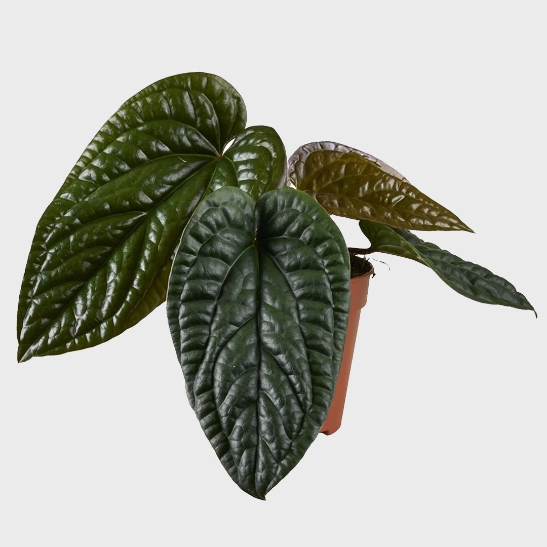 Anthurium Luxurians x Radicans - 25 cm
