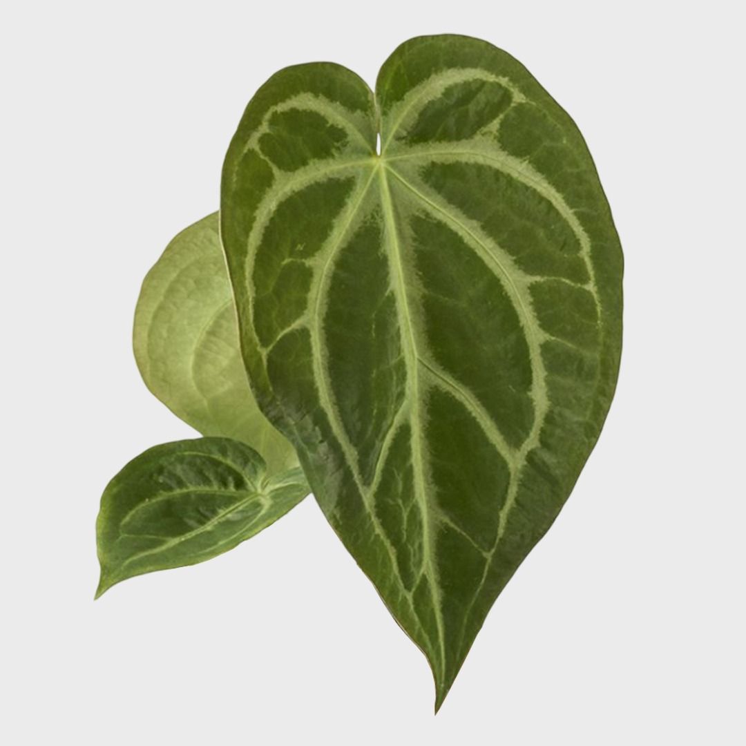 Anthurium Magnificum - 35 cm