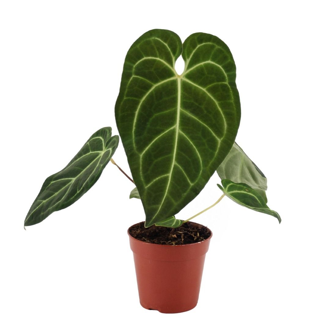 その他観葉植物 Anthurium regale Anthurium Regale - 25 cm