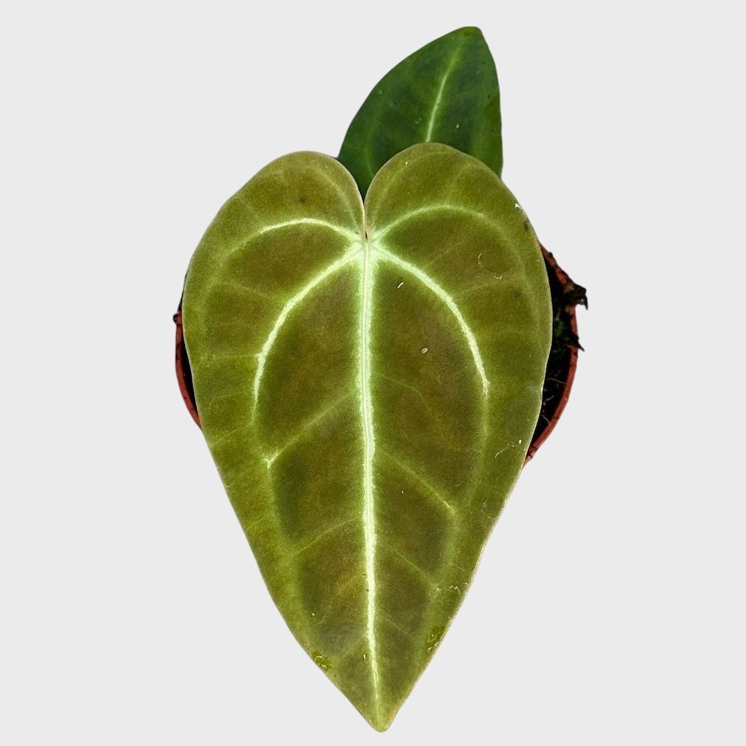 Anthurium Regale (Herzblattblume) - 25 cm