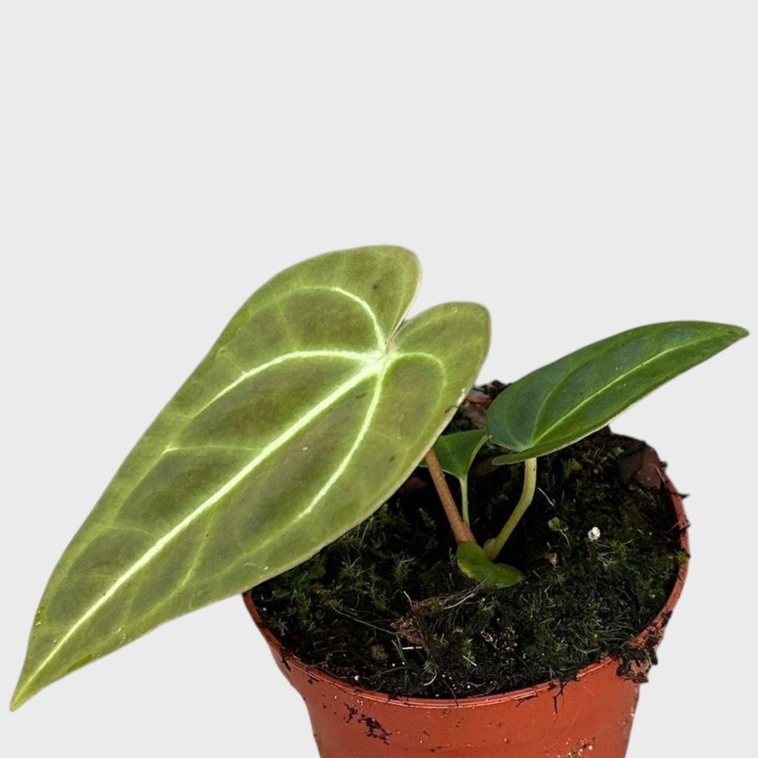 Anthurium Regale - 25 cm