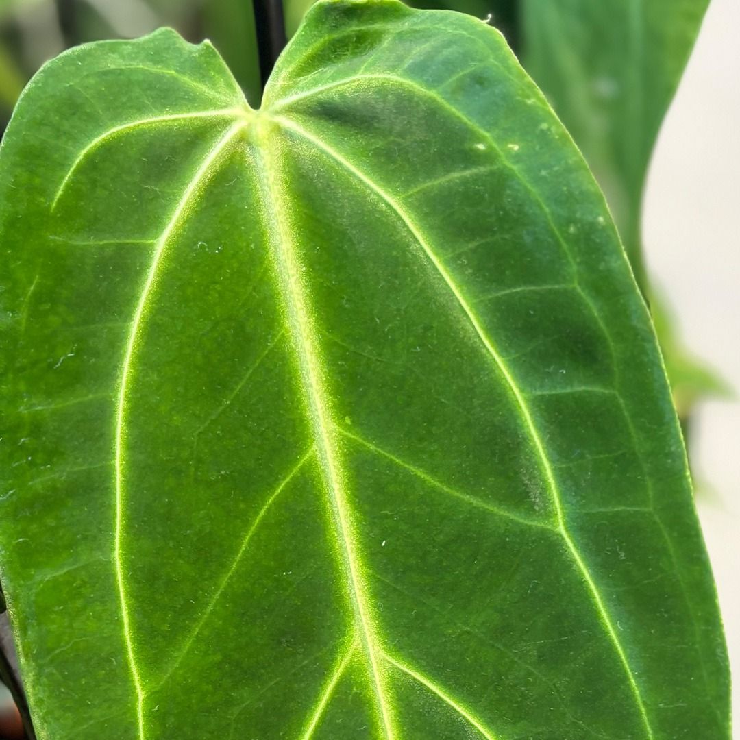 その他観葉植物 Anthurium warocqueanum Anthurium Warocqueanum - 70 cm