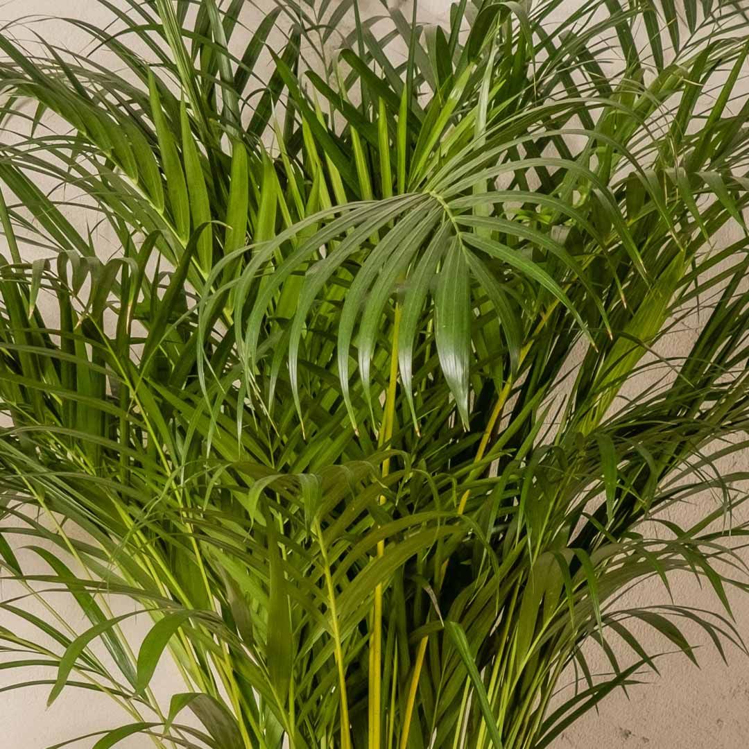 chlorophytum comosum aquarium Spider Plant Reverse 'Chlorophytum comosum' Potted Indoor Plant main image 0