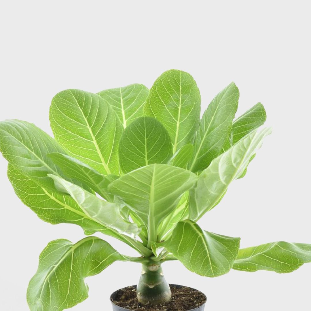 Brighamia Insignis - 30 cm