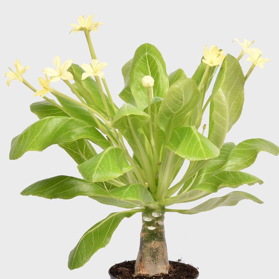 Brighamia Insignis (Hawaii-Vulkanpalme) - 30 cm