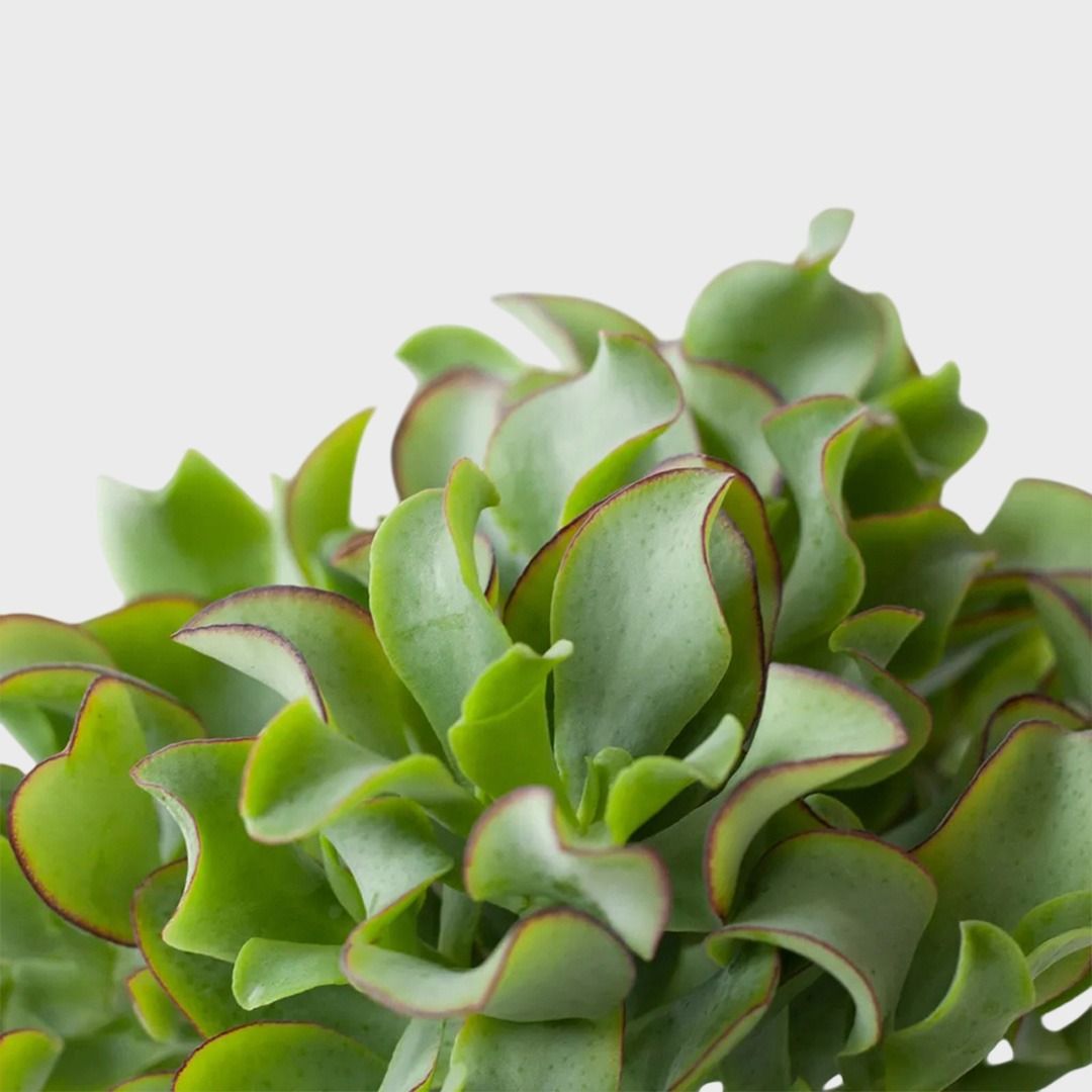 full grown zz plant Super Nova ZZ Plant – Lichtenfelt's