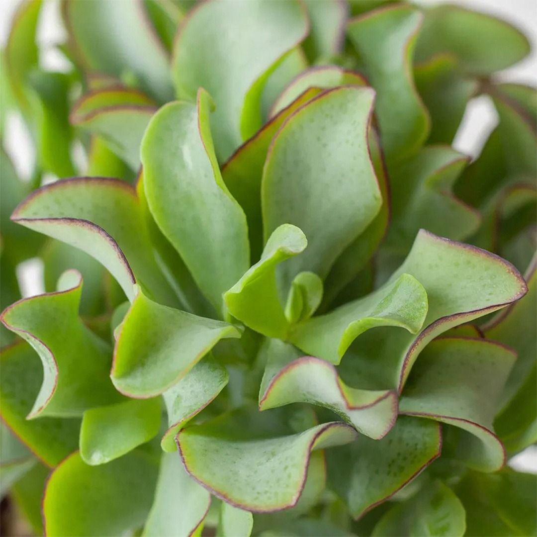 Crassula Arborescens Curly Green - 20 cm
