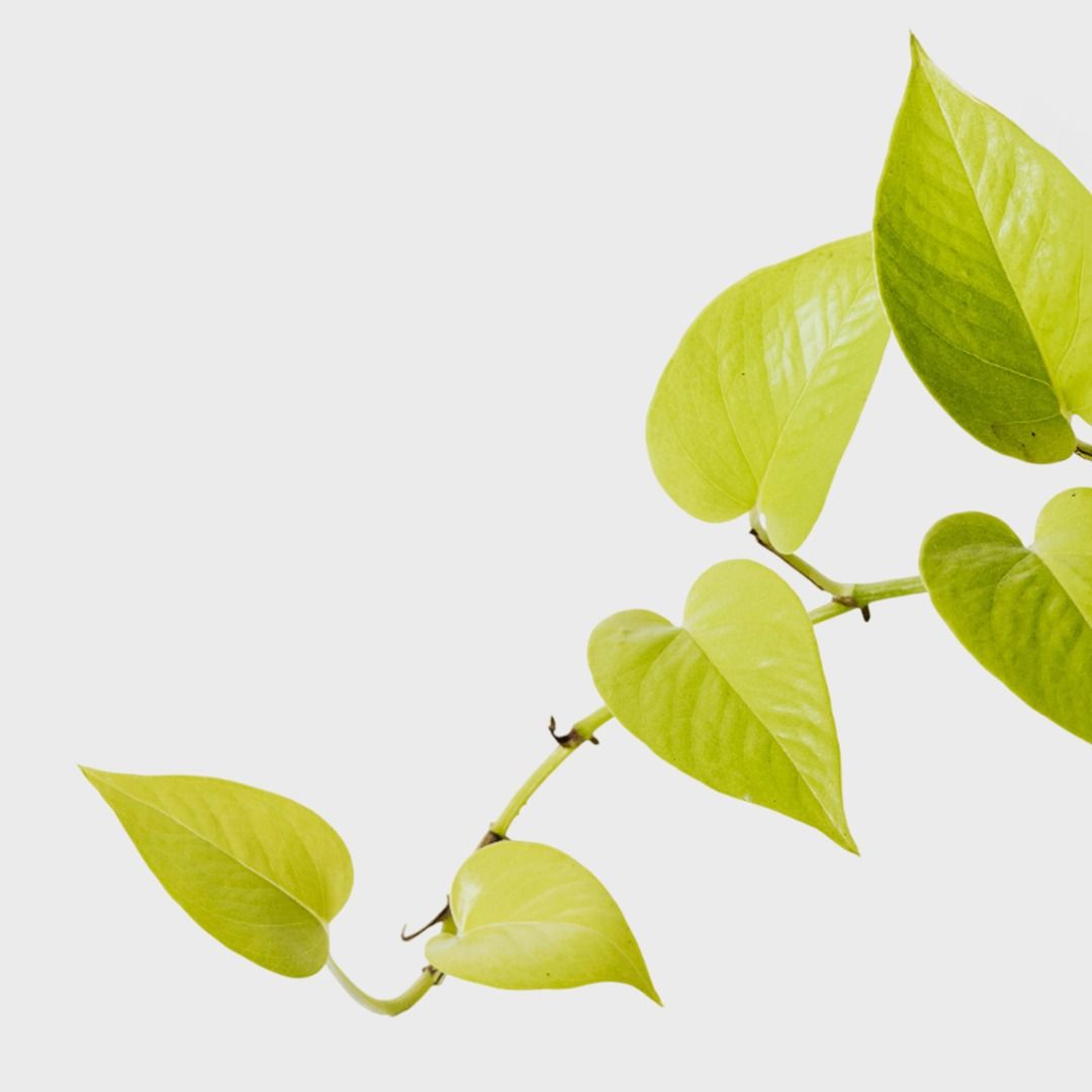 dracena lemon plant Dracena 'Lemon Lime' 4” – The Plant Room