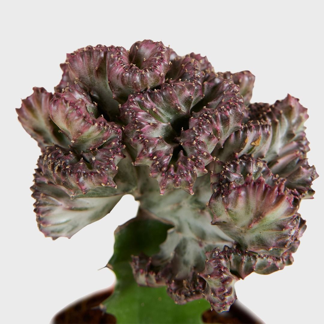 Euphorbia Lactea Cristata (Korallen-Wolfsmilch-Kaktus) - 30 cm