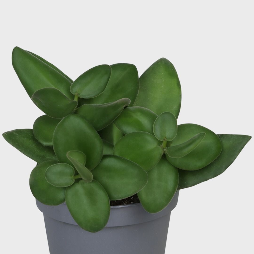 blaufarn zimmerpflanze Phlebodium-Blaufarn – Blauer Farn – ↕40 cm – Ø14 cm — Planten247.nl