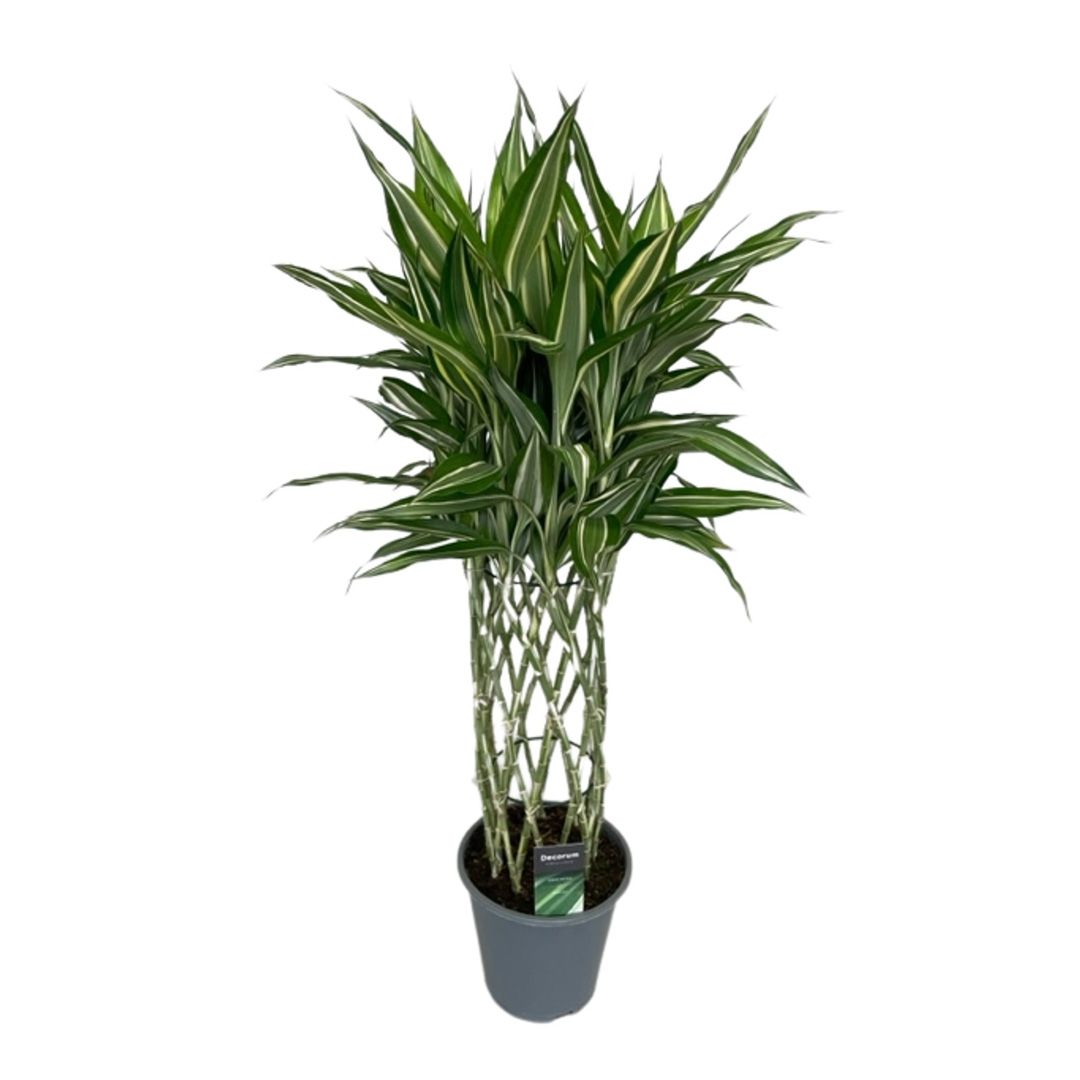 Dracaena sanderiana - blühende Pflanze aus der Familie der