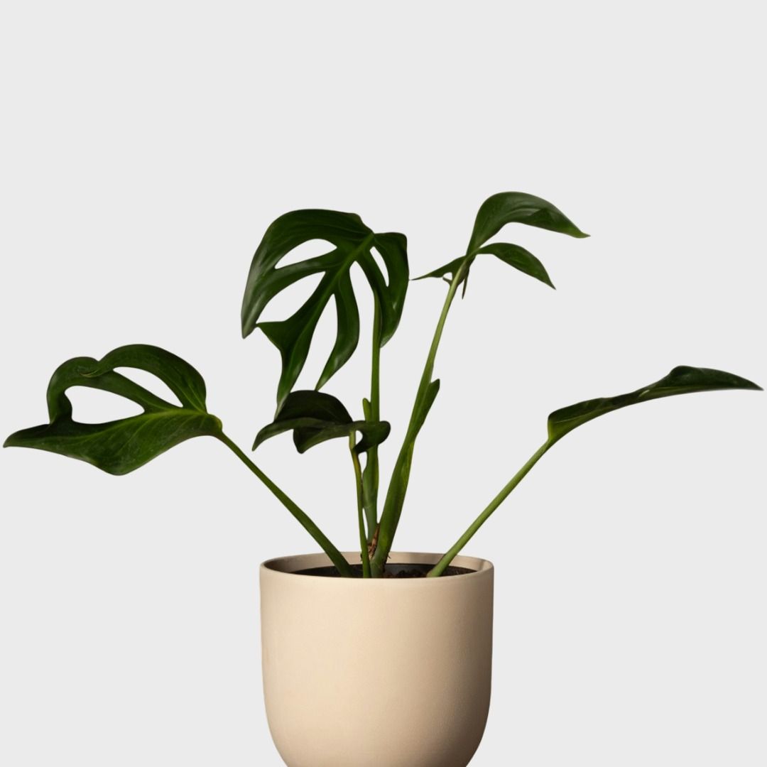 Monstera Burle Marx Flame - 35 cm