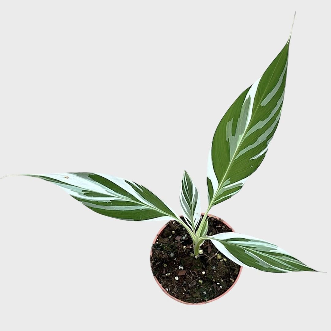 その他観葉植物 Musa Florida variegated ムサ フロリダ 斑入り バナナ Musa Florida variegated 卸売