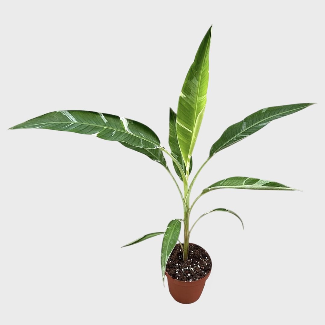 Musa Florida Variegata - 60 cm