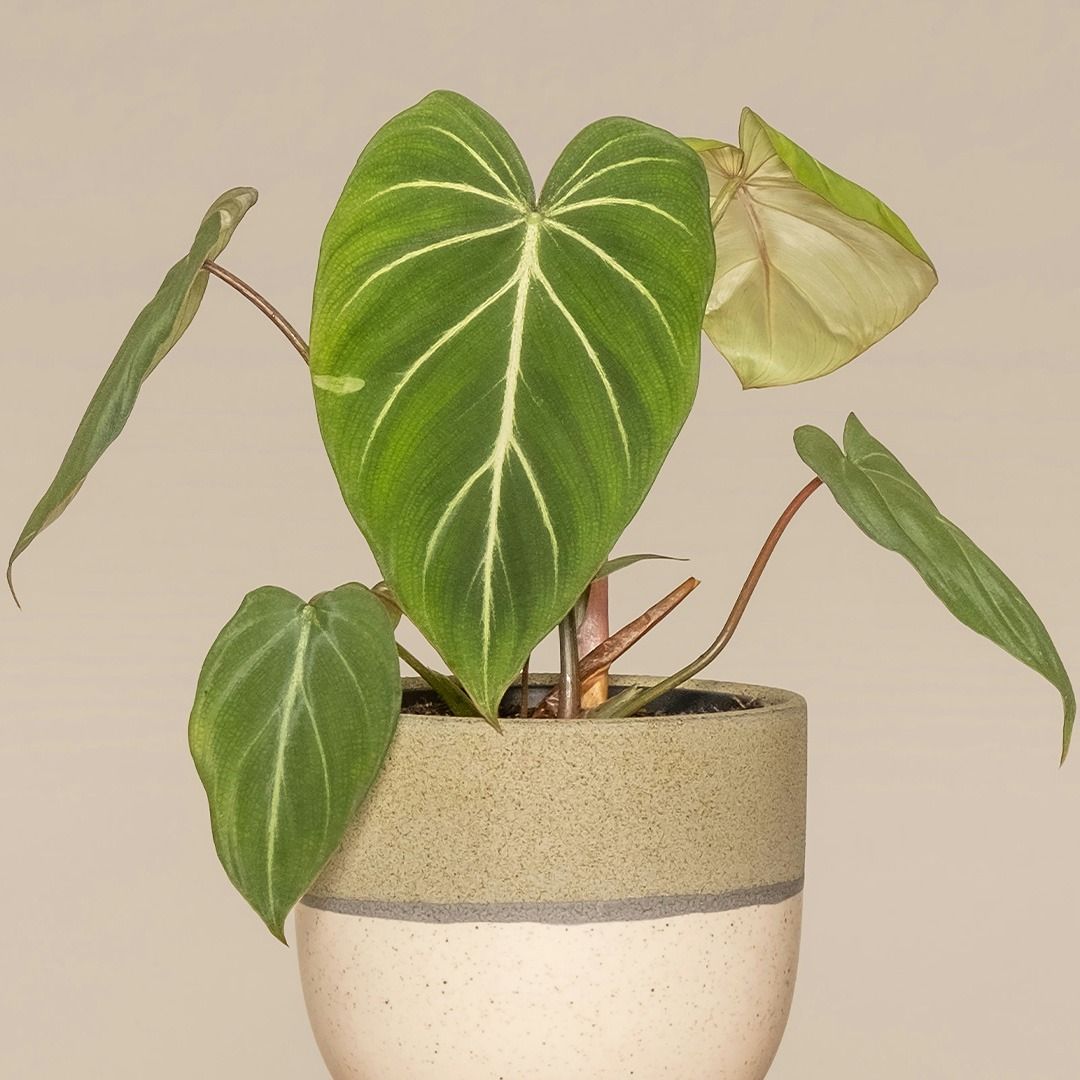 その他観葉植物 Philodendron gloriosum 'Radiante' How to Grow and Care for Philodendron Gloriosum
