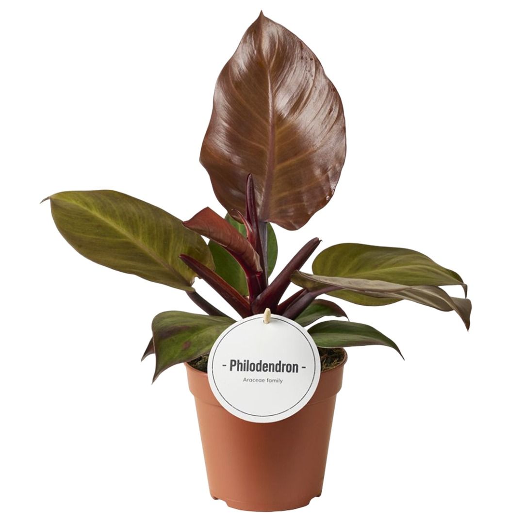 Philodendron McColley's Finale - 30 cm