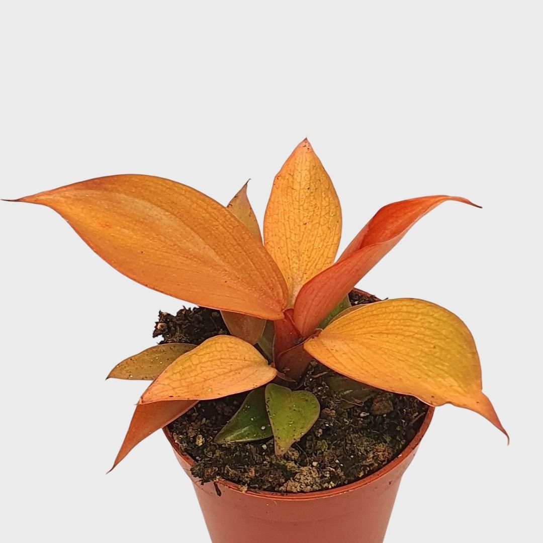 Philodendron McColley's Finale - 30 cm