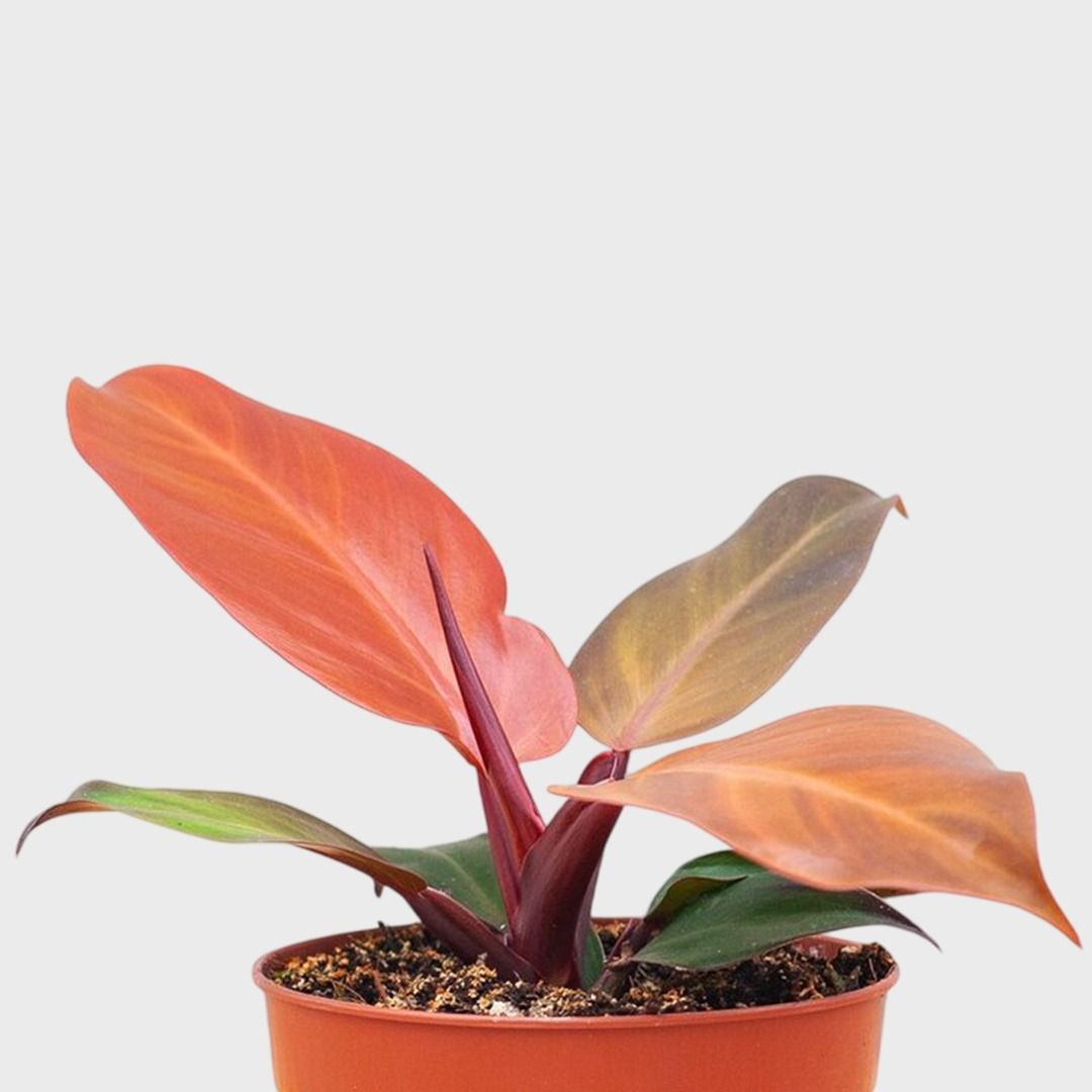 philodendron caramel marble kaufen Philodendron Caramel Marble – Pre-order rare tropical plant – Green and  White Plants main image 0