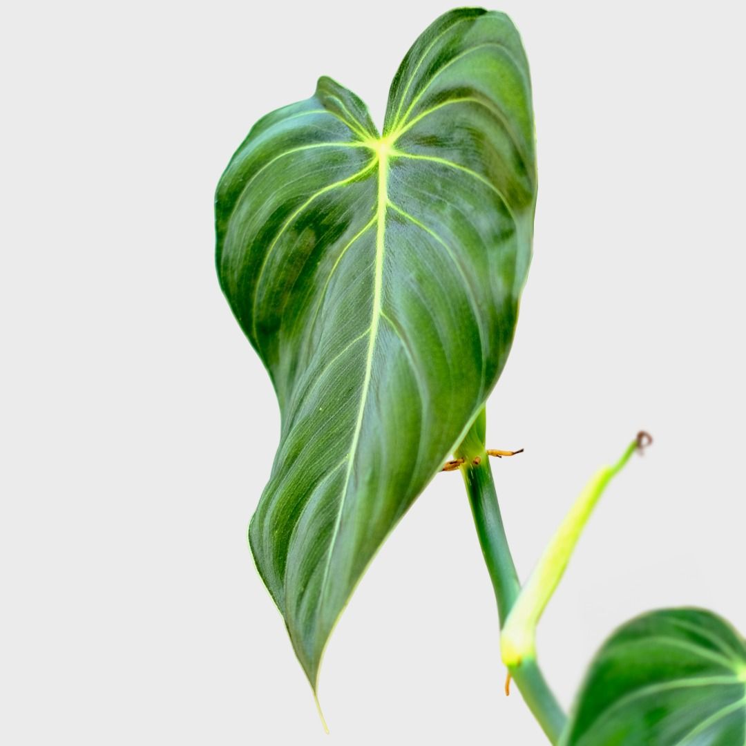 plant dipladenia Instant Tropical Paradise | Mandevilla and Dipladenia main image 0