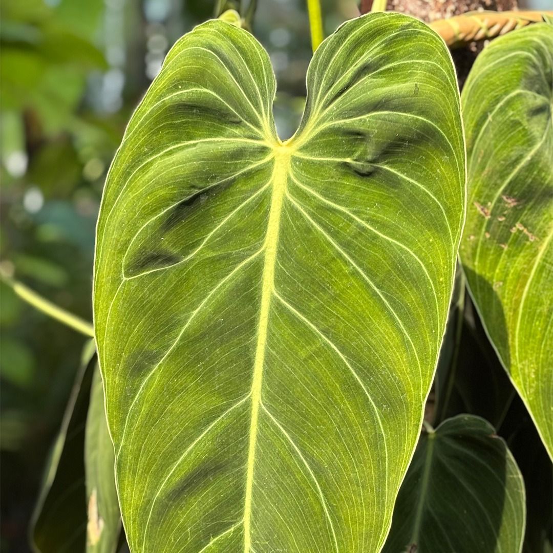 Philodendron Melanochrysum (Baumfreund) - 35 cm