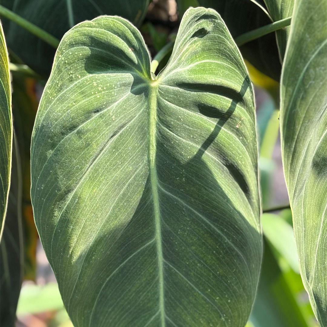 Philodendron melanochrysum variegata 3-4 Leaves