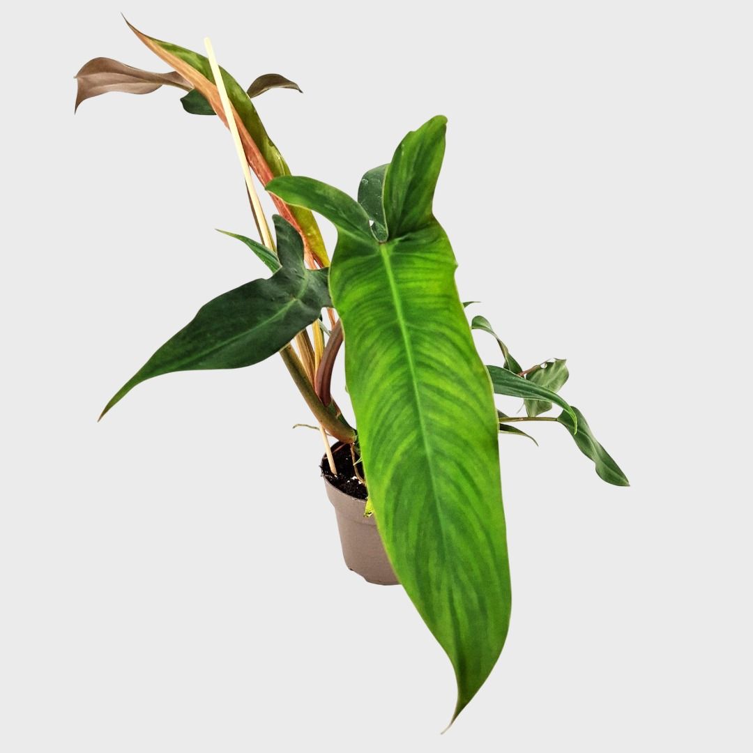Philodendron Mexicanum - 60 cm
