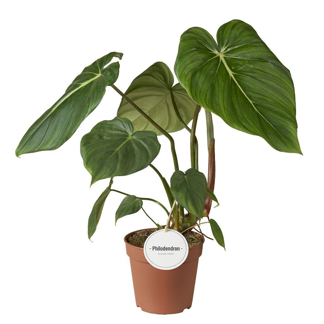 Philodendron Pastazanum (Baumfreund) - 60 cm