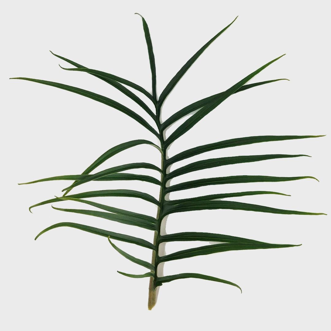 Philodendron Tortum (Baumfreund) - 35 cm