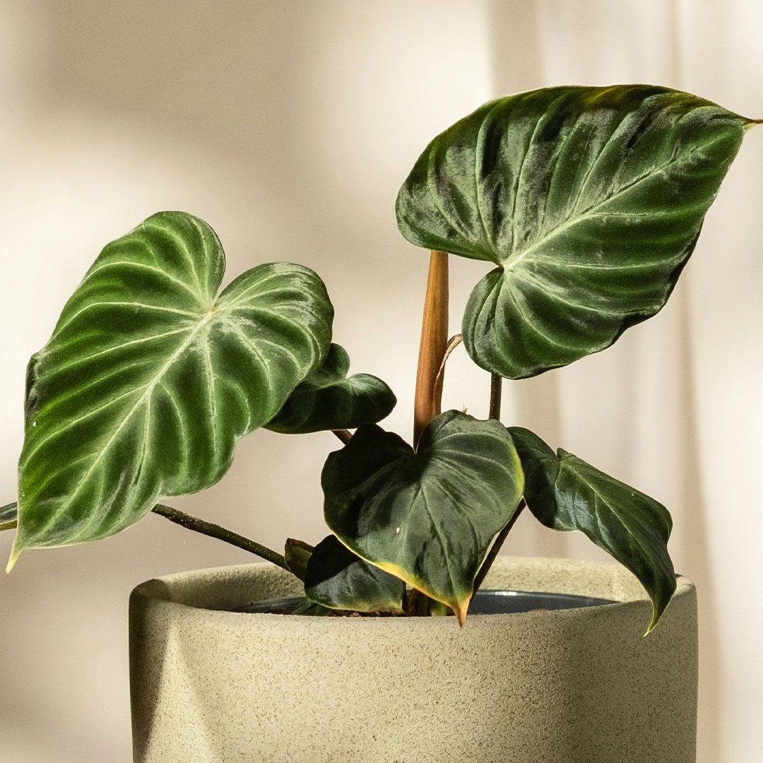 Philodendron Verrucosum Incensi - 25 cm