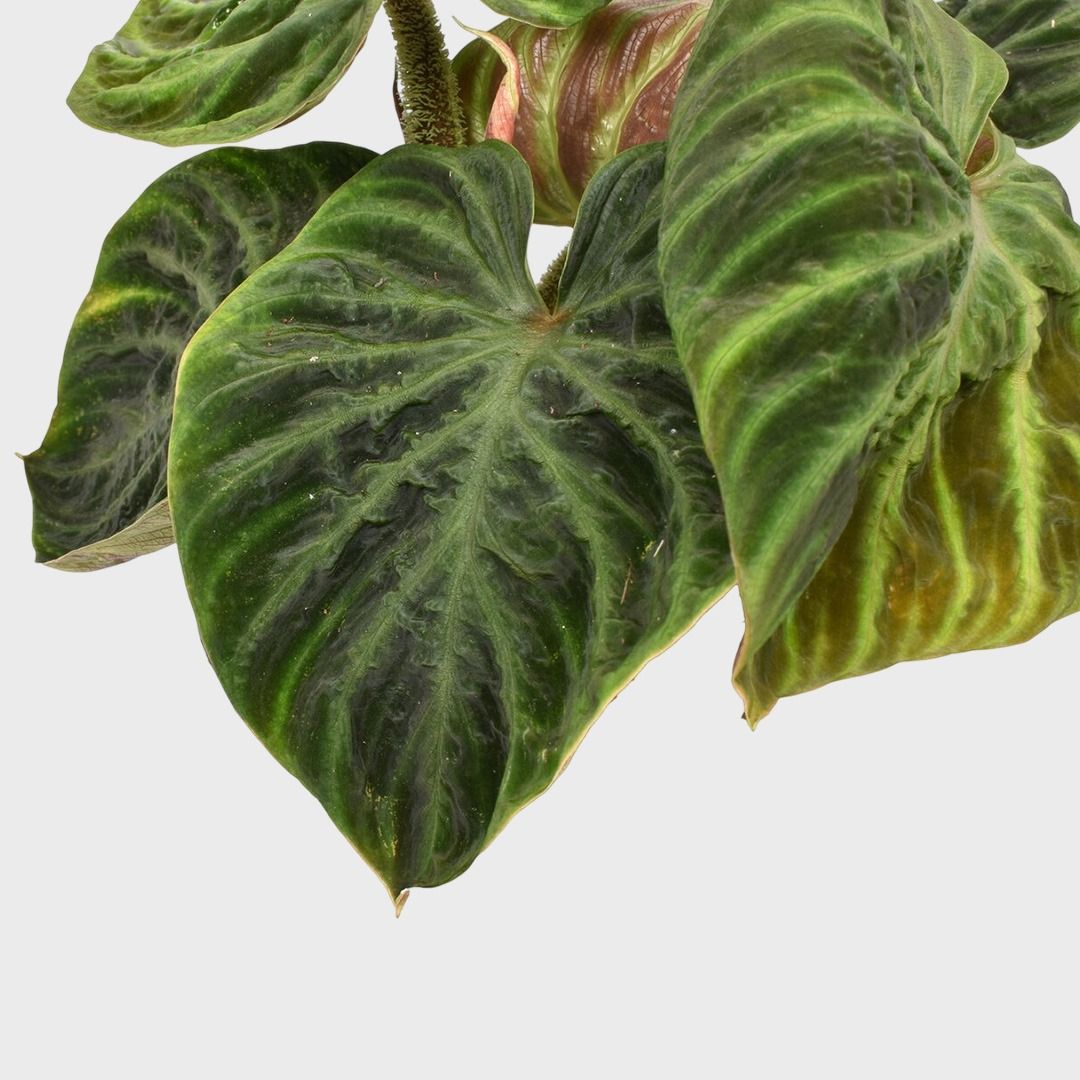 Philodendron Verrucosum Incensi - 25 cm