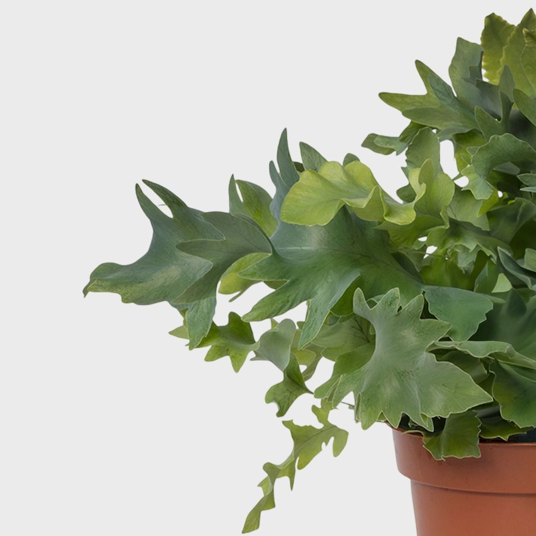 Phlebodium Aureum Davana (Goldtpfelfarn) - 45 cm