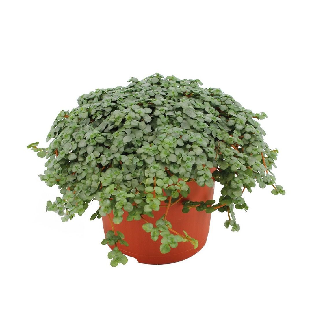 Pilea Glauca (KanonierblumeKanonierblume) - 20 cm