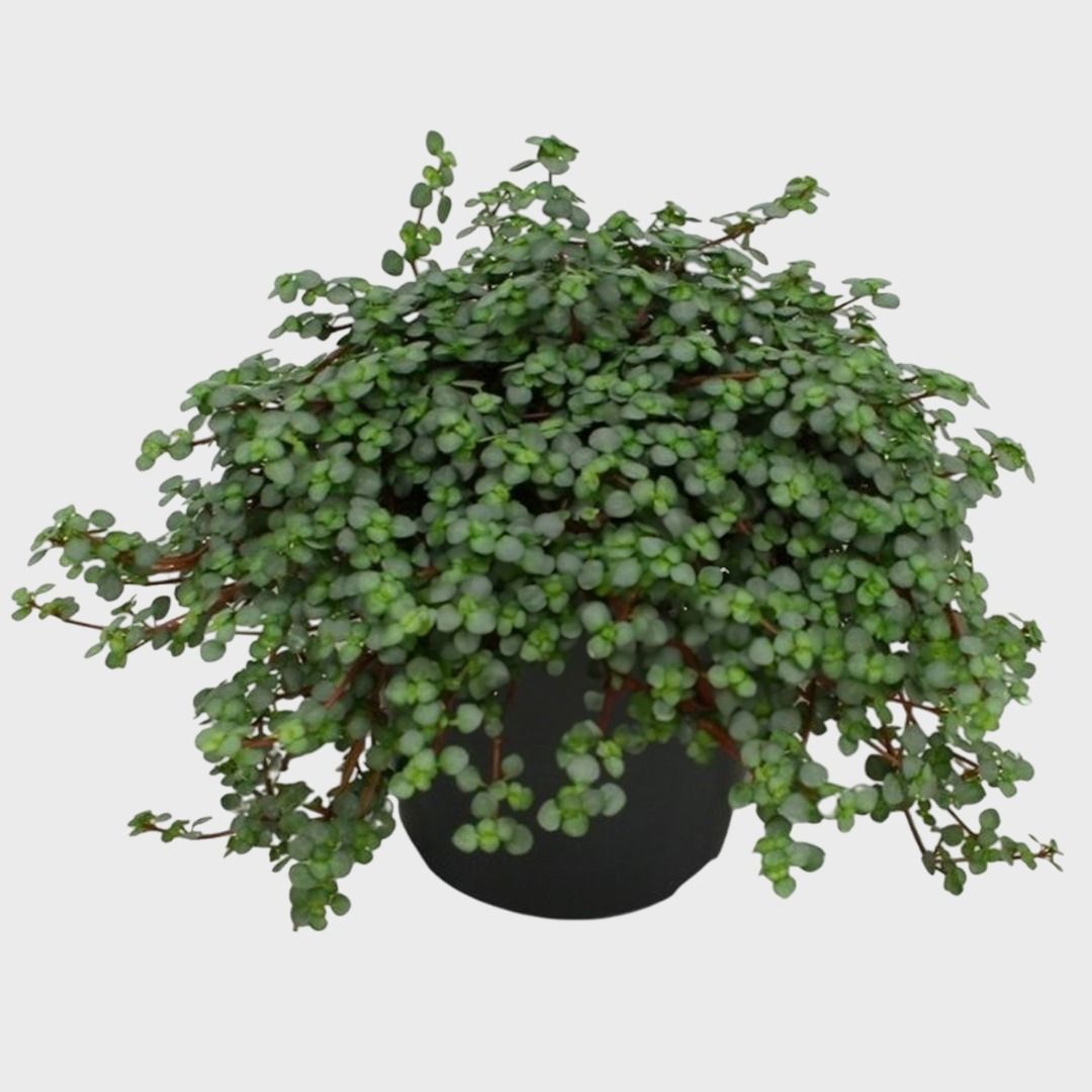 olivenbaum 3m Großer Olivenbaum, 100-110cm – Green Me Up main image 1