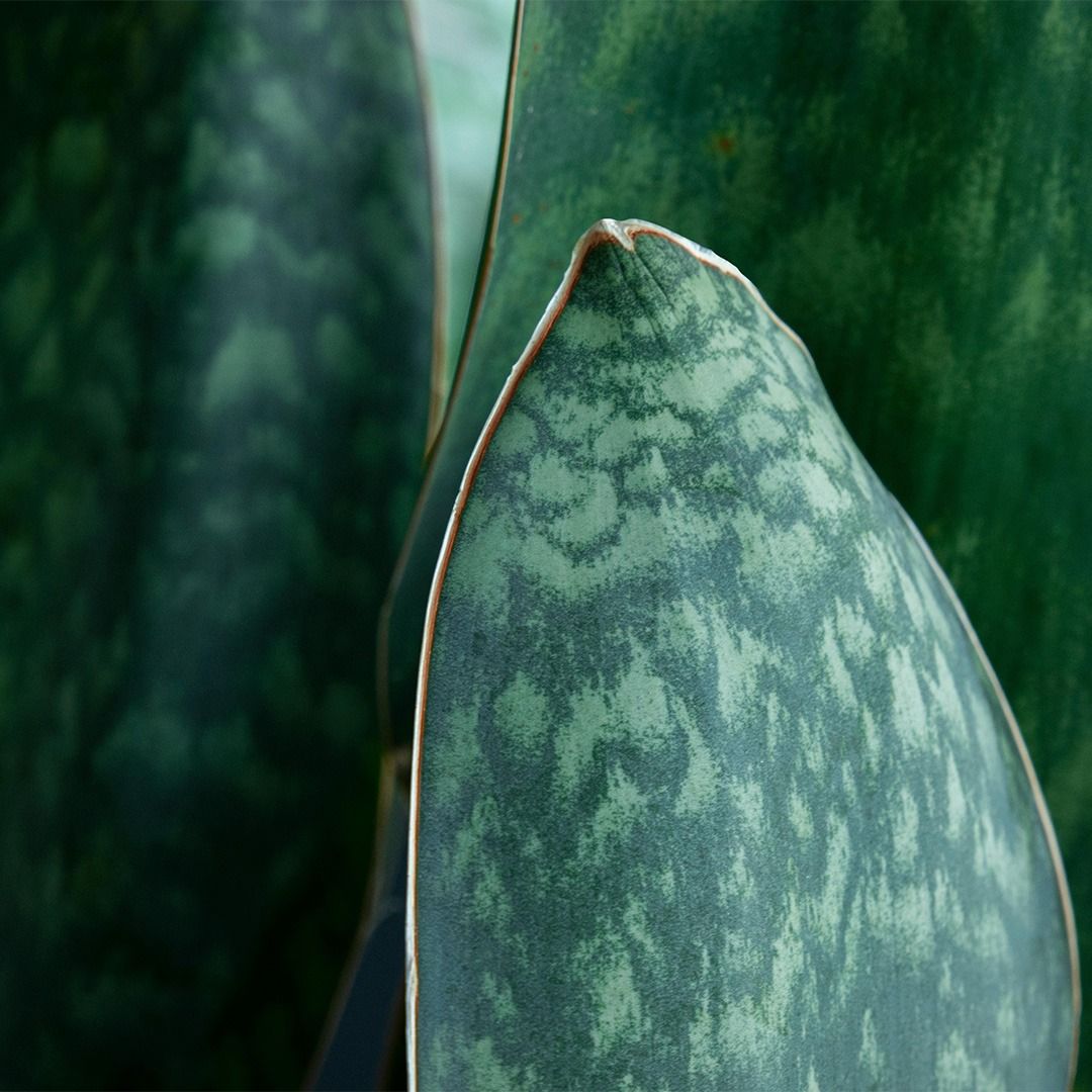 Sansevieria Trifasciata Zeylanica (Bogenhanf) - 60 cm