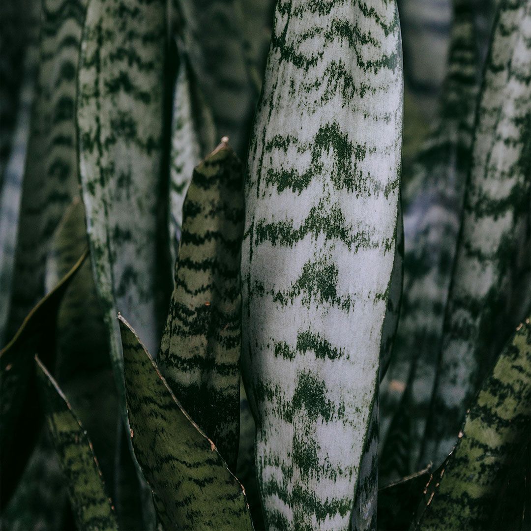 Sansevieria Trifasciata Zeylanica (Bogenhanf) - 60 cm