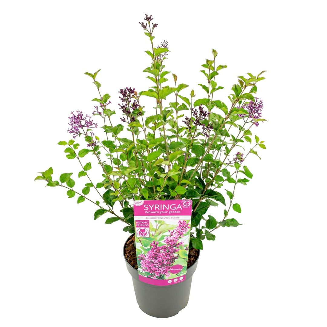 zimmerpflanze eukalyptus pflanze Eukalyptus kaufen - Eucalyptus Gunnii Duftpflanze :19 H:50 cm
