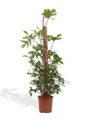 Philodendron Pedatum met Mosstok