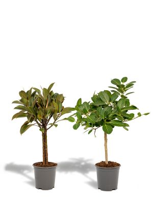 Ficus set