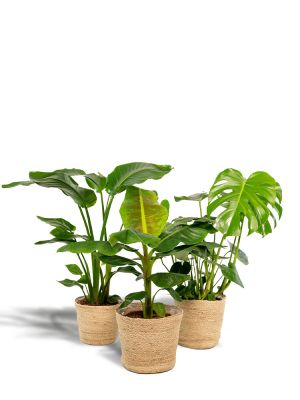 Débutant set de plantes