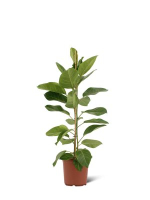 Ficus Altissima