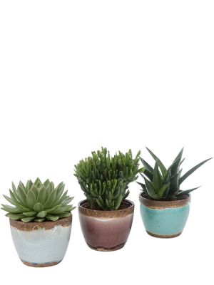 Trio succulent