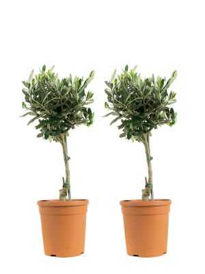 Olive Tree duo